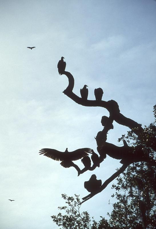 The Corporate Ladder