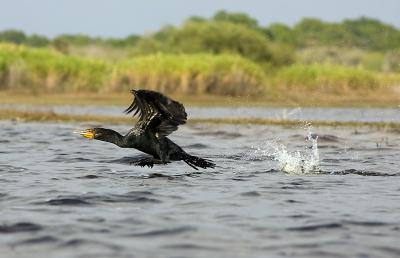 Cormorant takes Flight