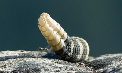Rattle closeup