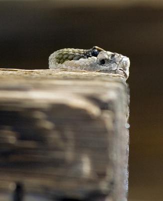 Pit viper