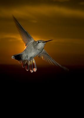Spread Eagle
