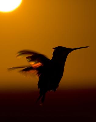 Windswept