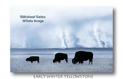 Early Winter Yellowstone