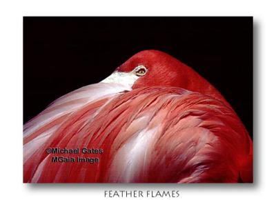 Feather Flames