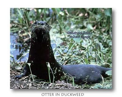 Otter in Duckweed