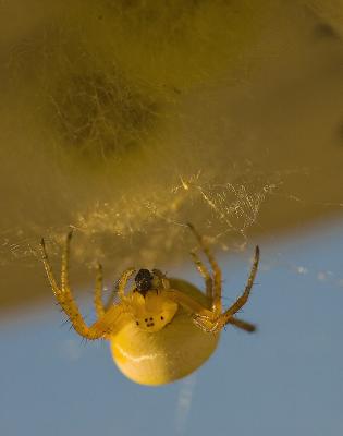 Yellow spider devouring a flying ant