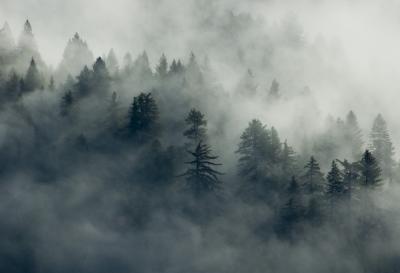 The fog is in the fir trees