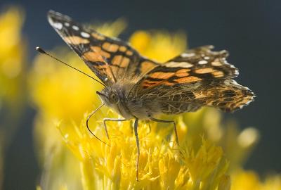 Painted Lady on Rabbit Brush 2