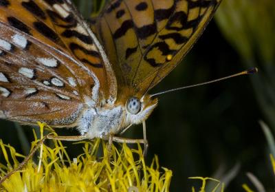 Butterfly eye and proboscis