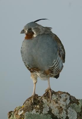 Mountain Quail Vert Lichen