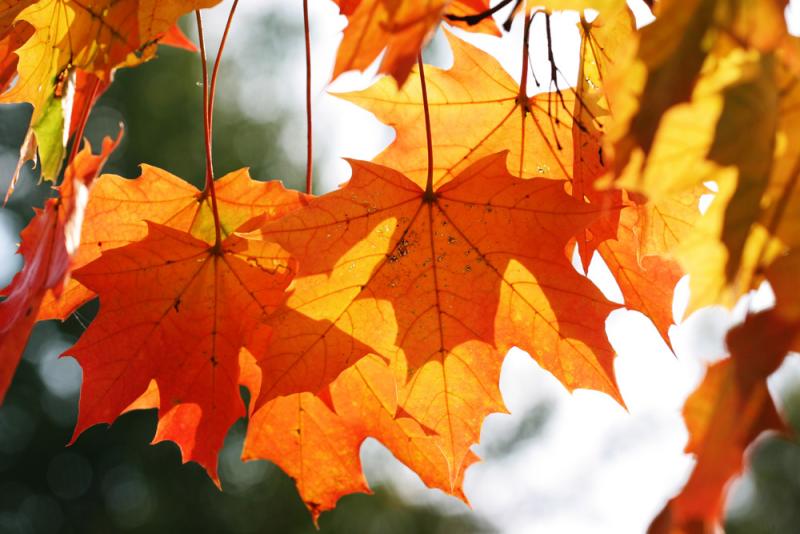 Leaves in Backlight