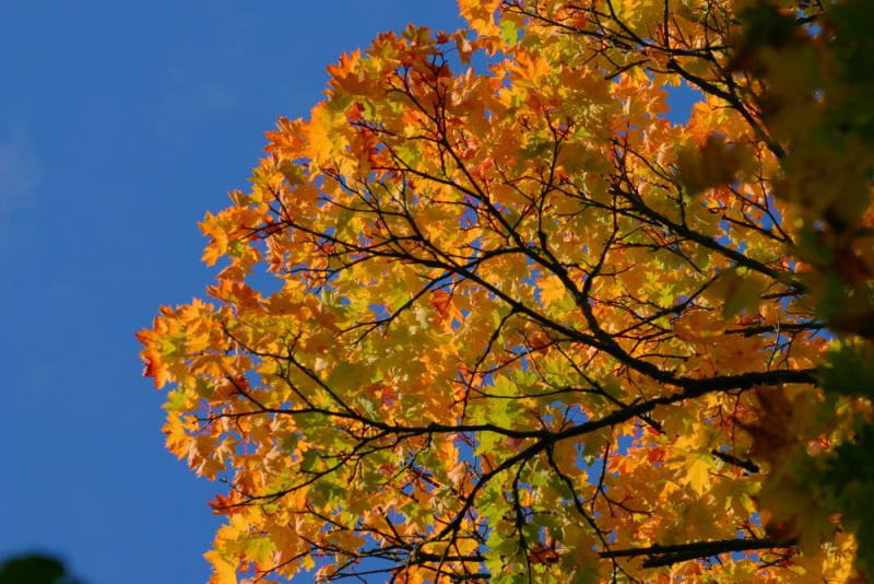 Fall Sunshine
