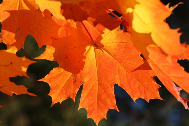 Fall Color
