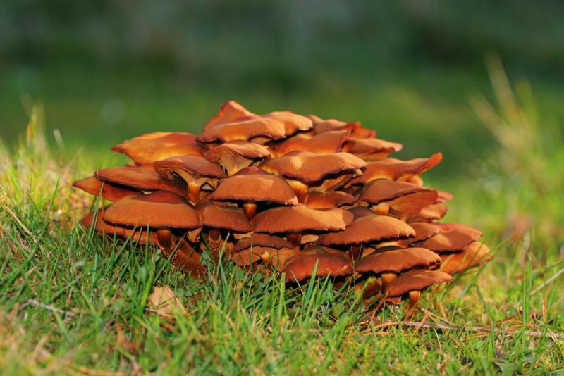 Mushrooms