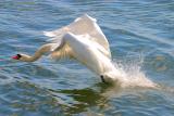Lifting Swan