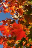 Fall Colors