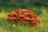 Mushrooms