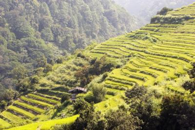 Rice Paddies