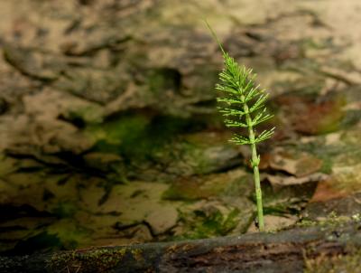 Micro landscape