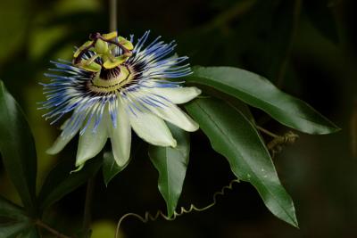 Zurich, Old Botanical Gardens