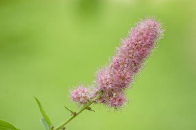 Zurich, Old Botanical Gardens