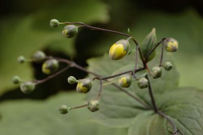 Zurich, Old Botanical Gardens