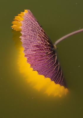 IMG_2555.JPG