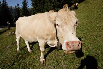 Young cow