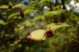 Zurich, Old Botanical Gardens