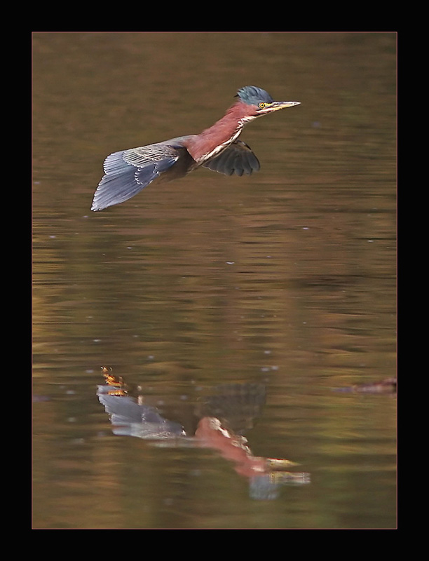 Heron