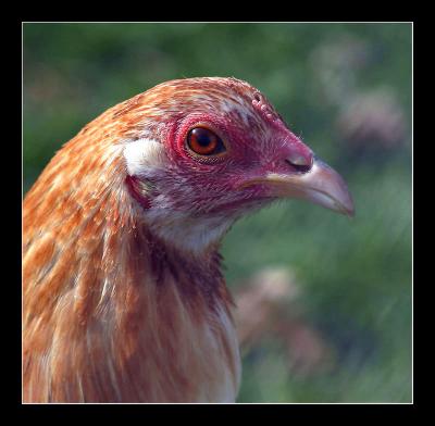 Chicken Portrait
