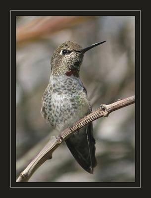 Hummingbird a
