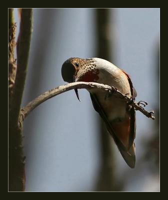Hummingbird b