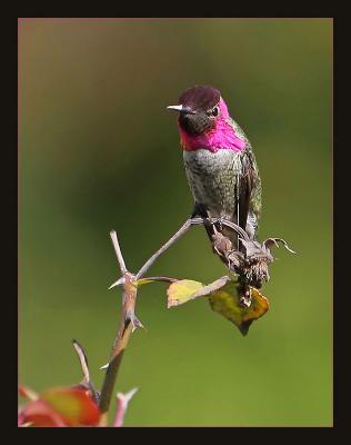 Hummingbird c