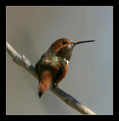Hummingbird d
