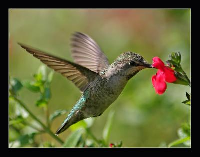 Hummingbird f