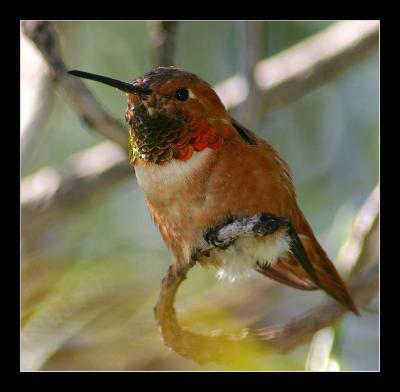 Hummingbird g