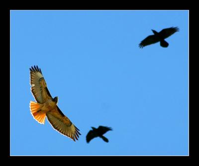 Redtail Hawk 2 crows