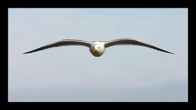 Seagull b