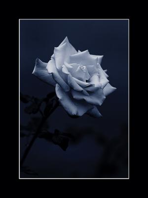 Rose_Blue
