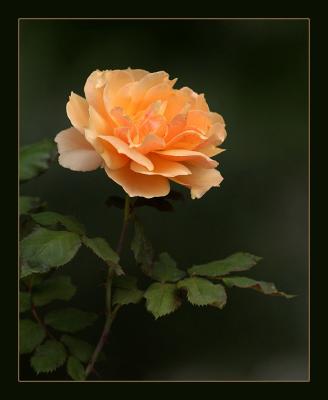 Rose_Peach