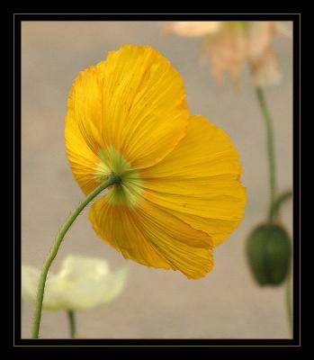 Poppy Yellow