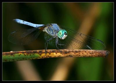 Blue Dragonfly a