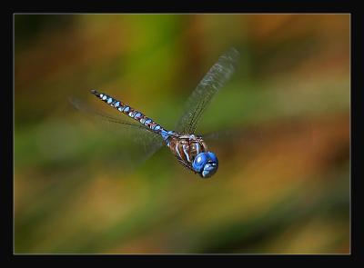 Blue Dragonfly b In-Flight