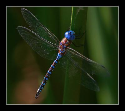 Blue Dragonfly c