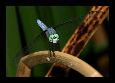 Blue Dragonfly d
