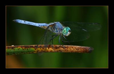 Dragonfly Blue f