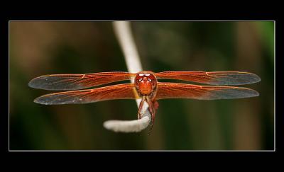 Red Dragonfly a