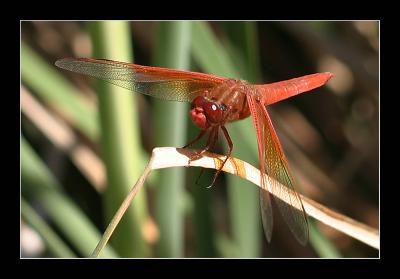 Red Dragonfly b