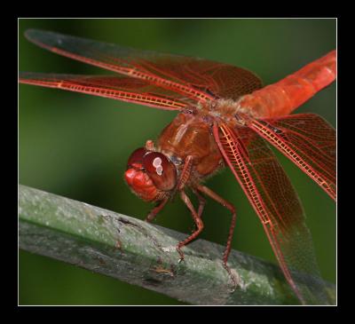 Red Dragonfly d